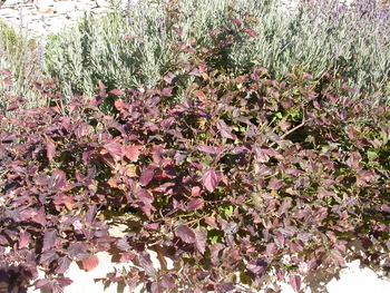 Jobs for March/ April - cutting back Lantanas