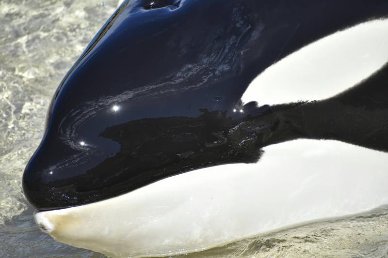 Orca rescued in the Strait of Gibraltar after becoming entangled in debris