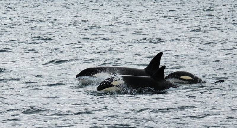 'They smashed the rudder': Sailor caught in orca encounter in the Strait of Gibraltar