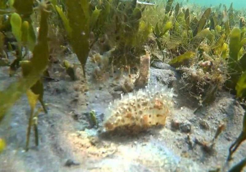 Giant mussels return from brink of extinction in Mar Menor