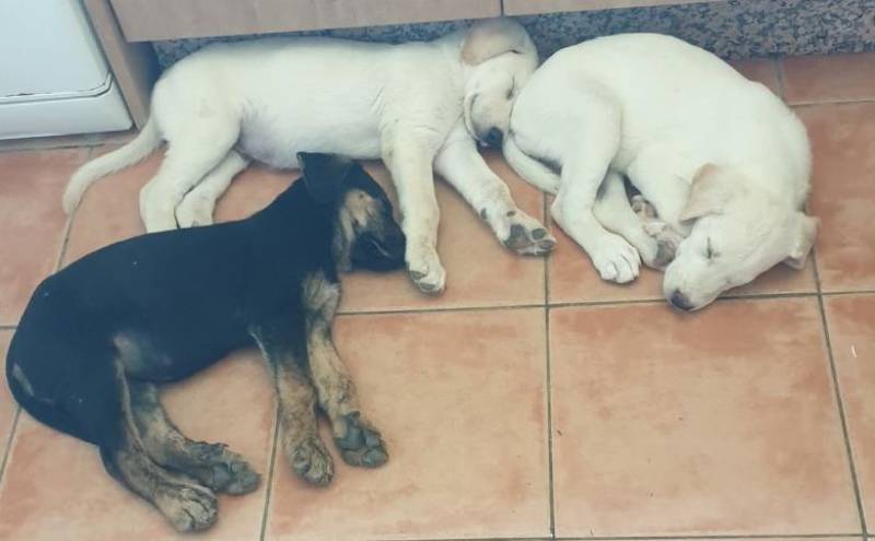 Barking up the right tree: Dog and pet care businesses are booming in Camposol