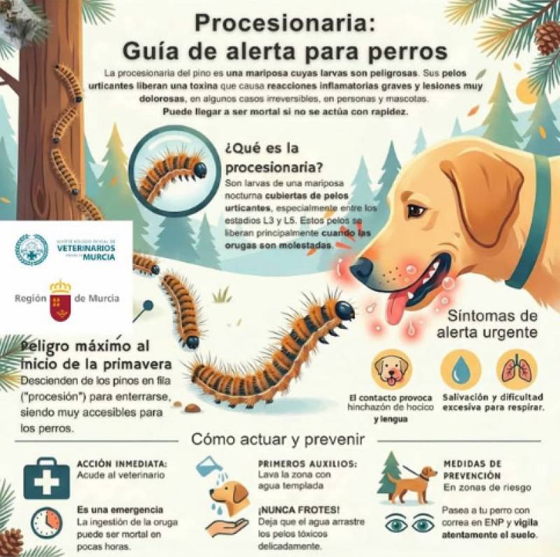 Warning for Murcia dog owners as dangerous processionary caterpillars arrive early