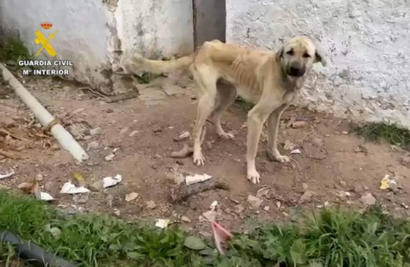 Guardia Civil investigates 18 people after rescuing 75 dogs and two farm animals in Cádiz