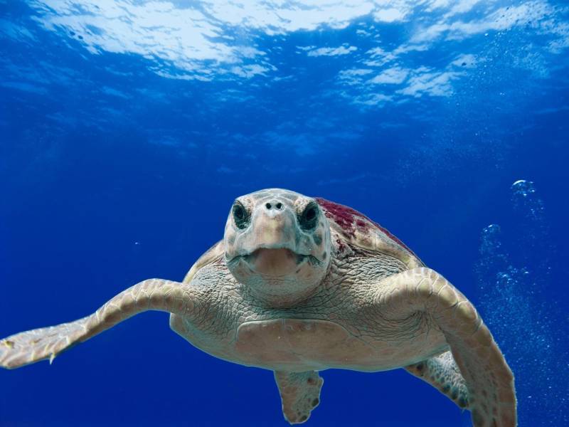 June 21 Turtle awareness morning in Águilas!