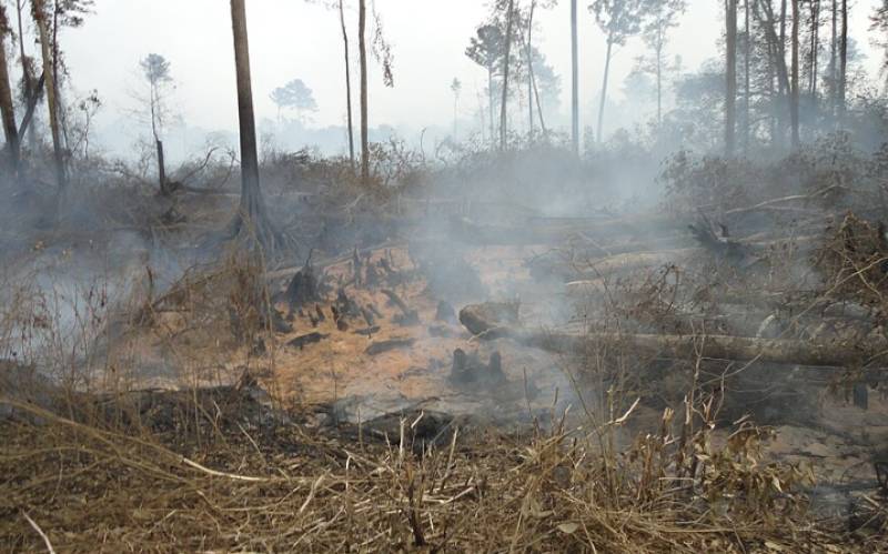 Doñana fire brought under control as 75% of Andalusian towns face wildfire risk