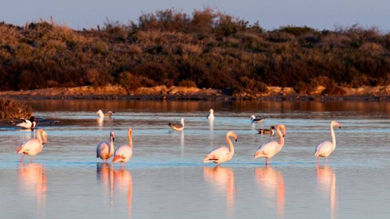 September 20 Free guided tour in San Pedro del Pinatar, Life in the World of Salt
