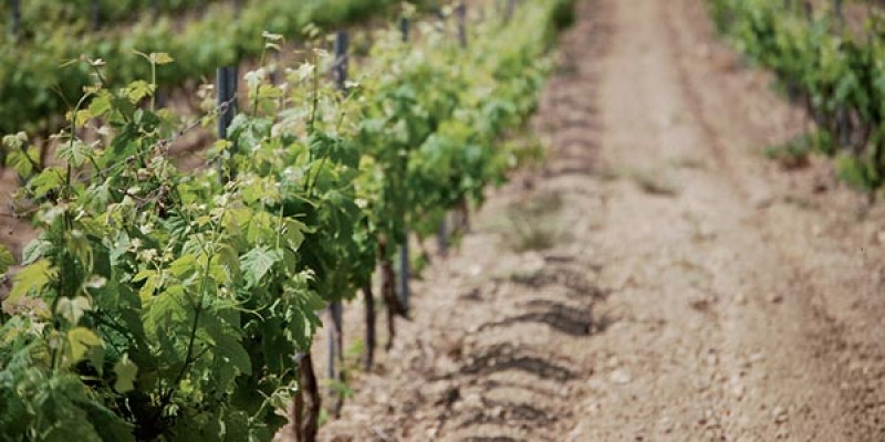 Jumilla wine route, Bodegas Pio del Ramo