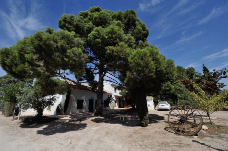 Almazara Deortegas olive oil affiliated to the Yecla Wine Route