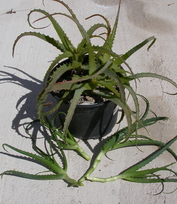 Jobs for March/April, Cut back Aloe Arborescens